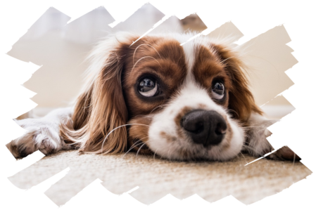 Feladatlap kutyavásár